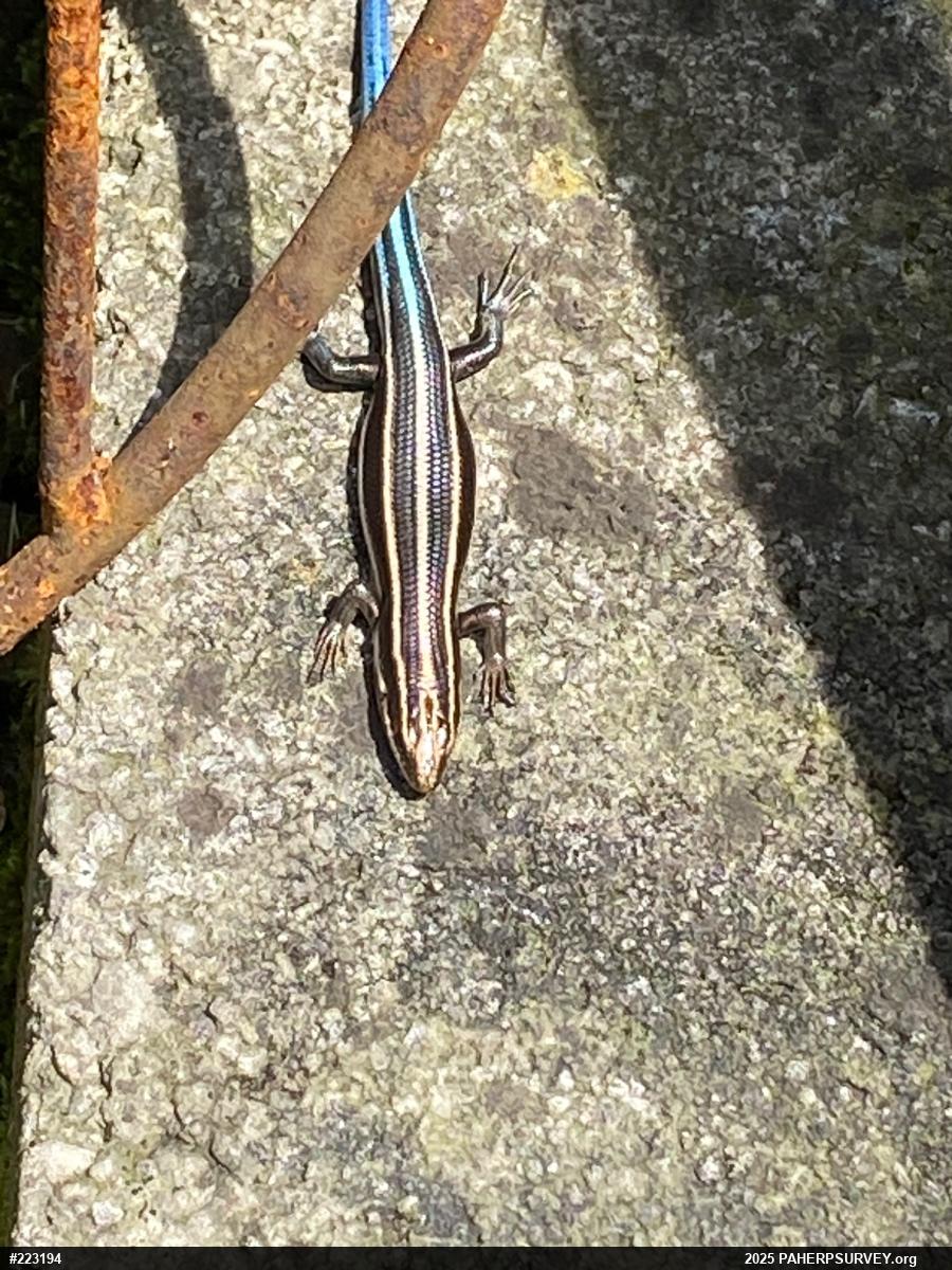 Common Five-lined Skink