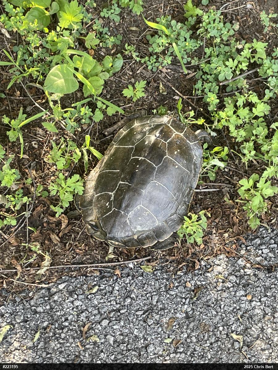 Northern Map Turtle