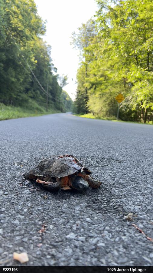 Wood Turtle
