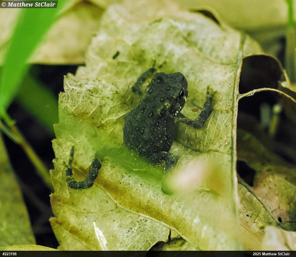 Eastern American Toad