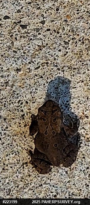 Eastern American Toad