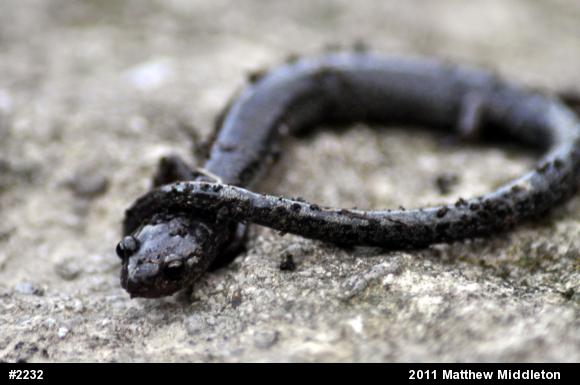 Valley And Ridge Salamander