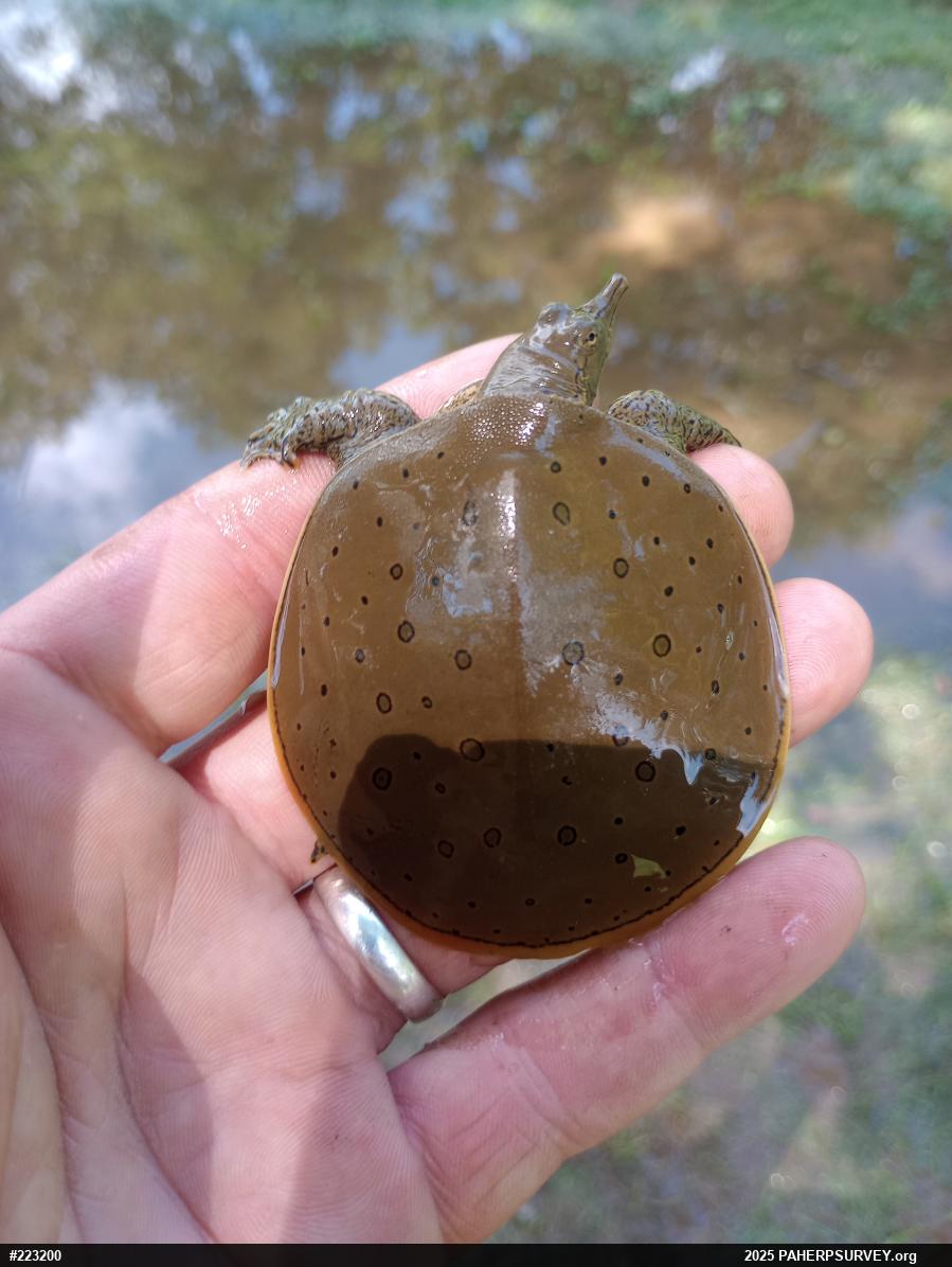 Eastern Spiny Softshell
