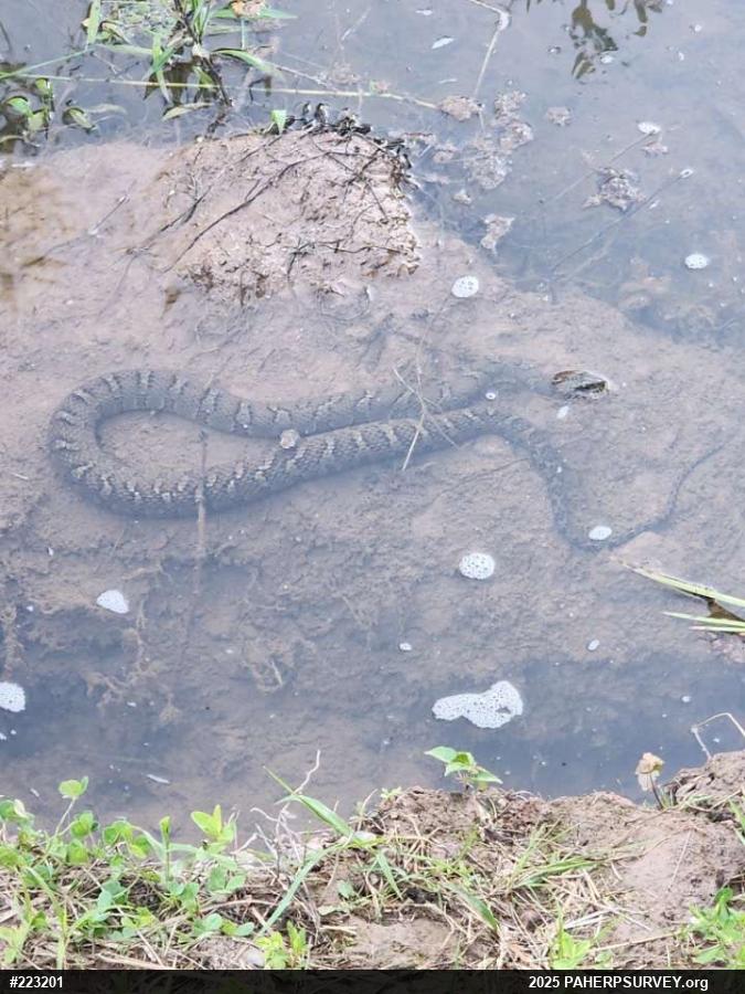 Northern Watersnake