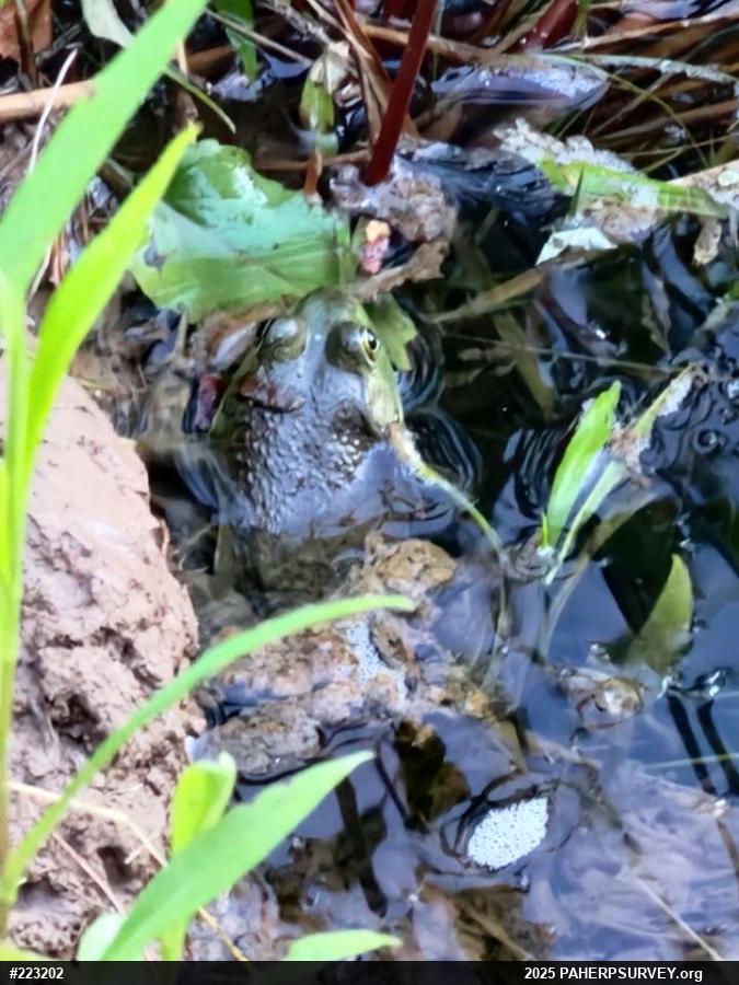 American Bullfrog