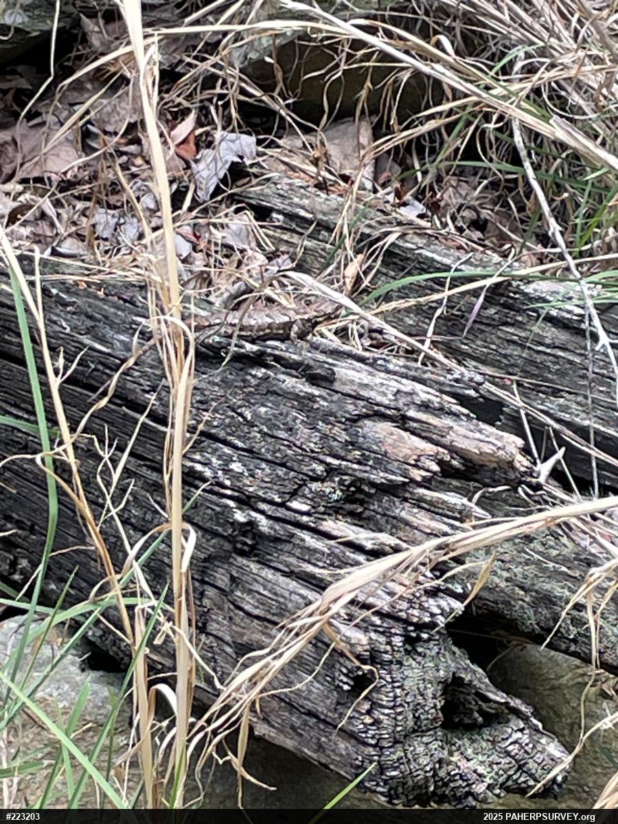 Eastern Fence Lizard
