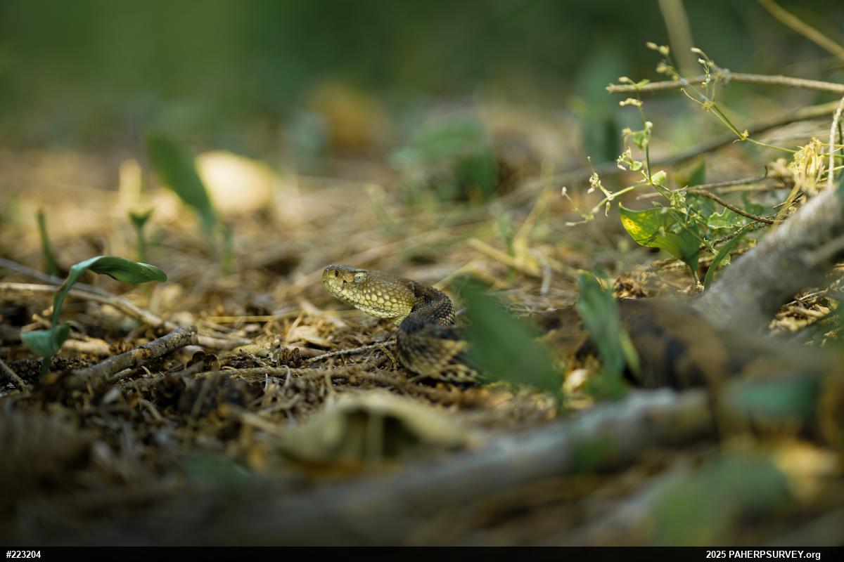 Timber Rattlesnake