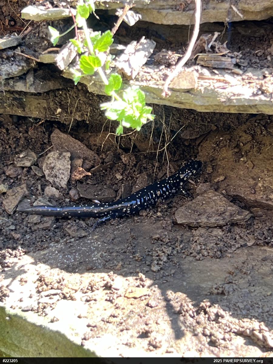 Northern Slimy Salamander