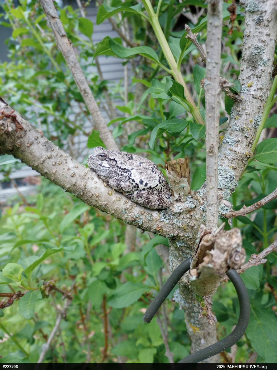 Unknown Gray Treefrog