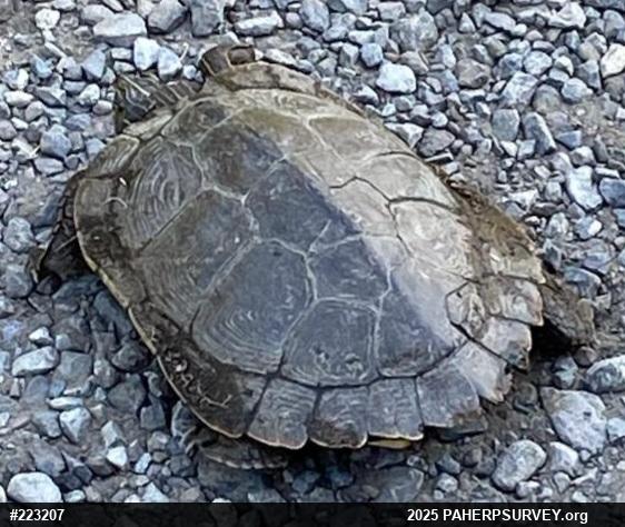 Northern Map Turtle