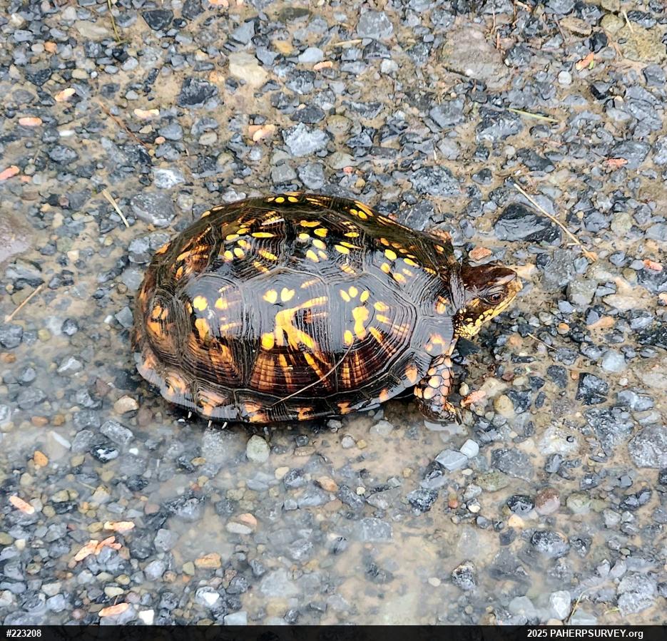 Eastern Box Turtle