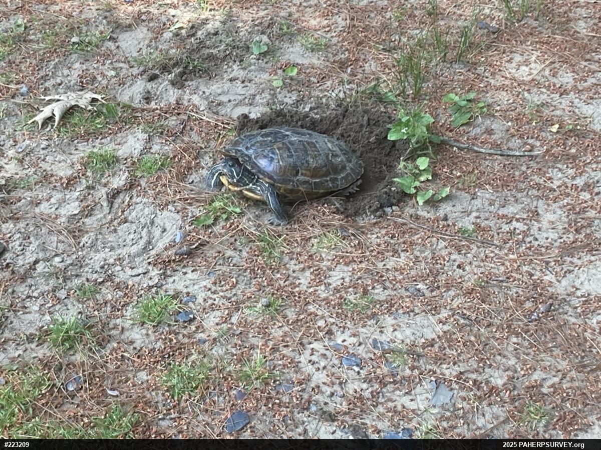 Red-eared Slider