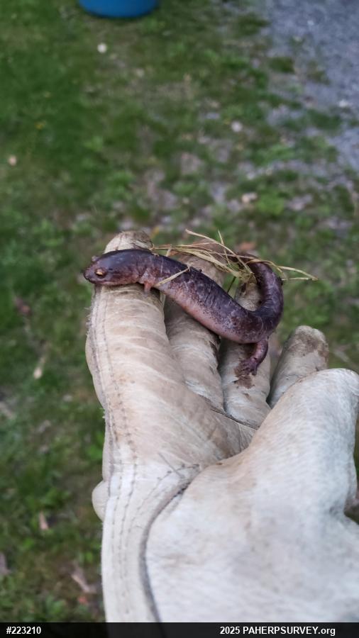 Northern Red Salamander
