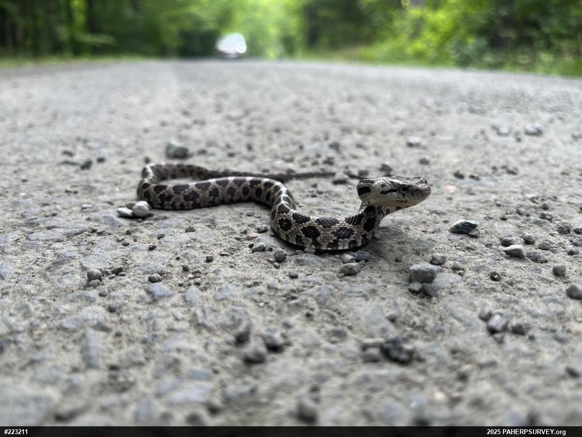 Eastern Ratsnake