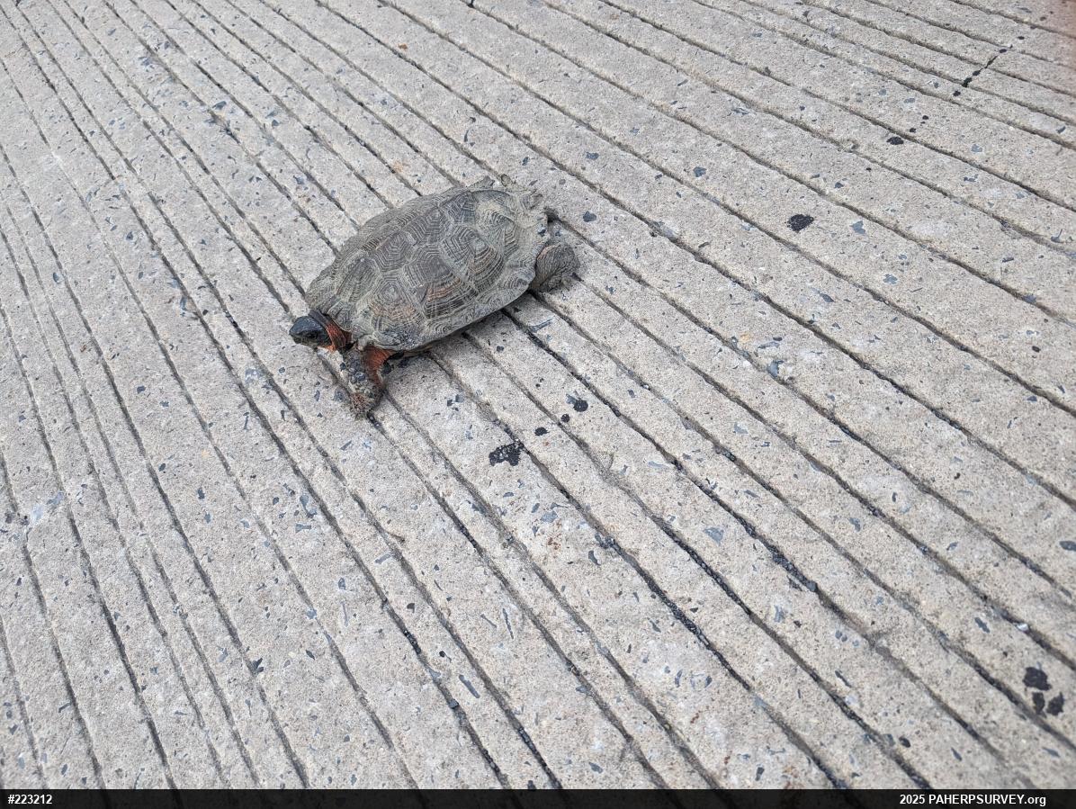 Wood Turtle