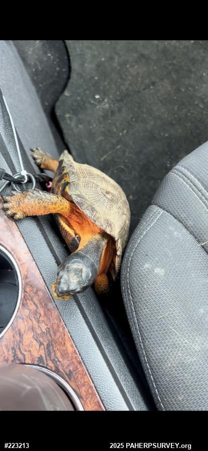 Wood Turtle