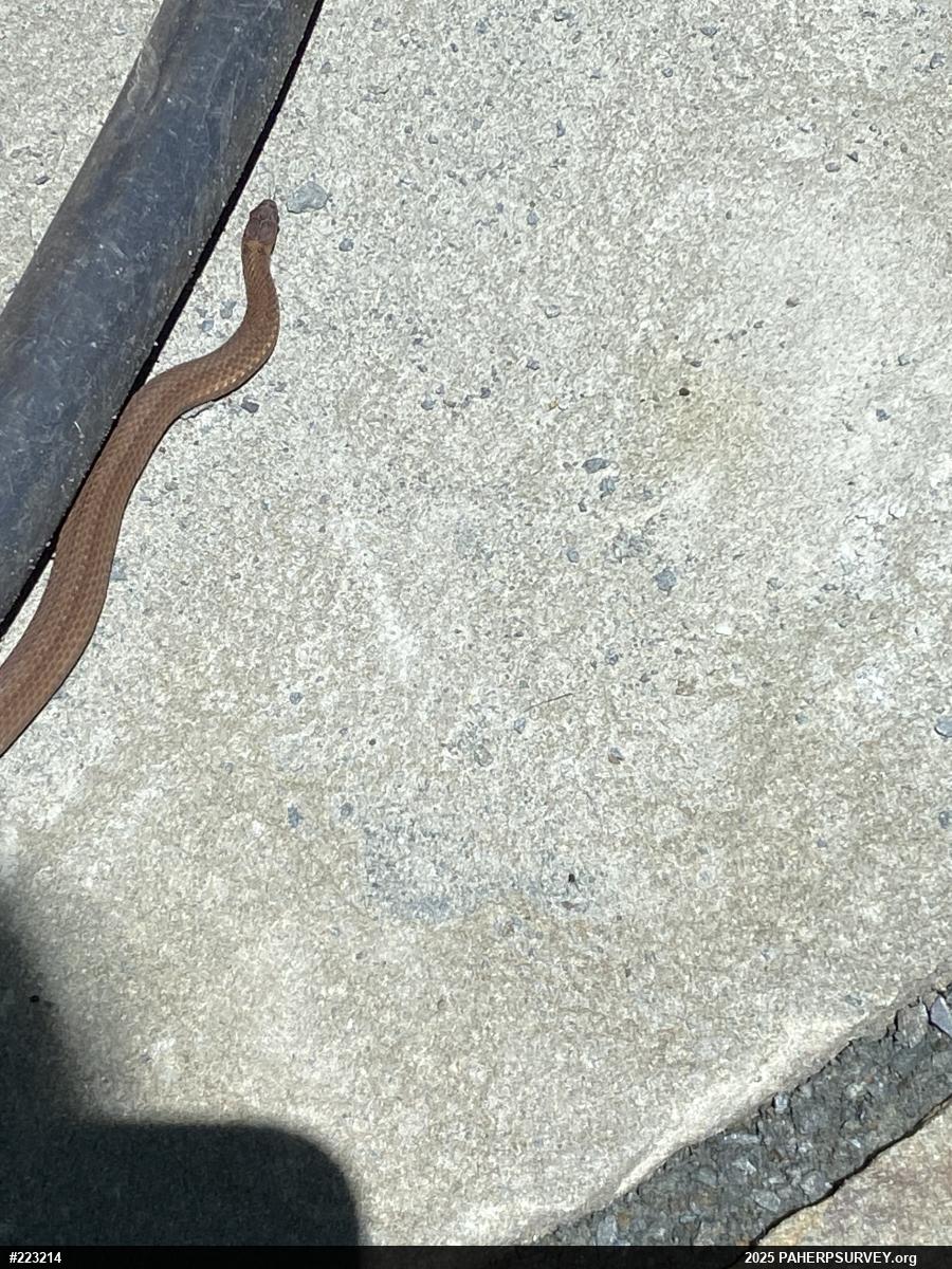 Red-bellied Snake