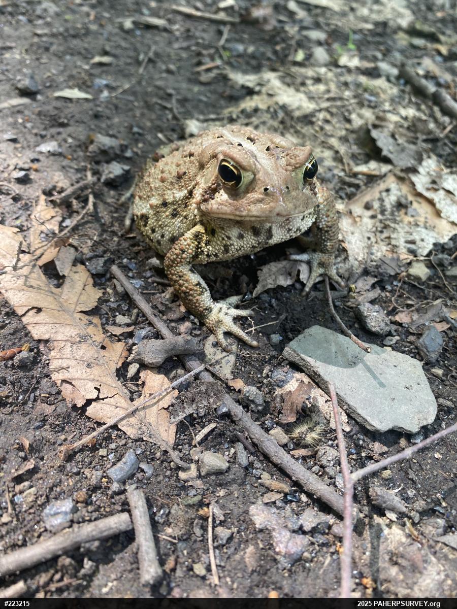Eastern American Toad