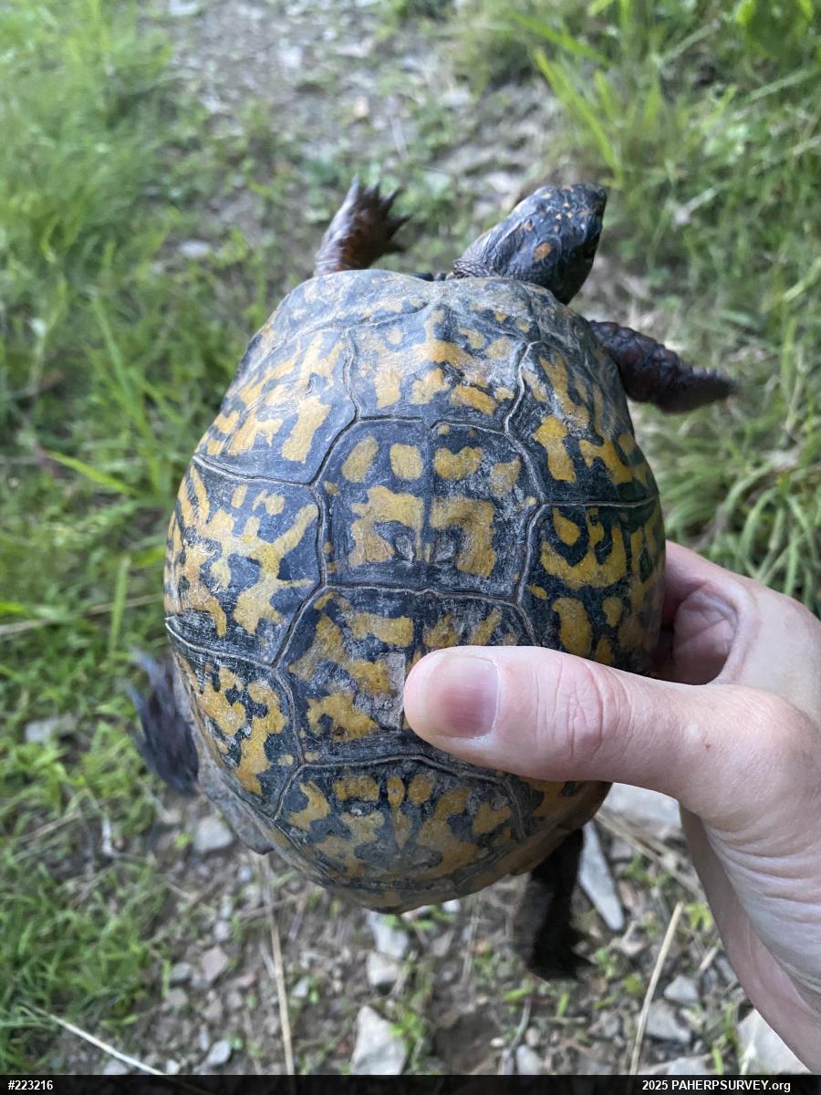 Eastern Box Turtle