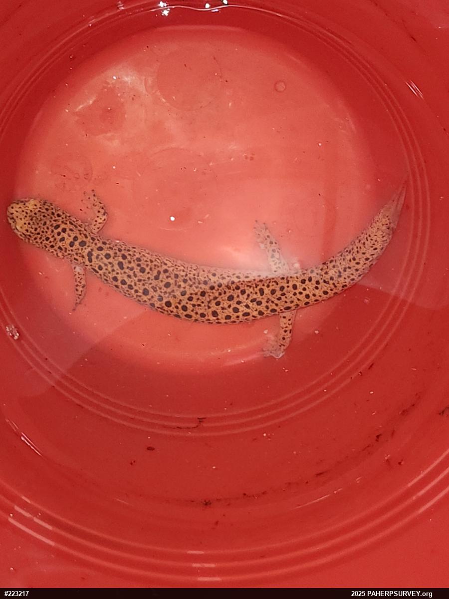 Northern Red Salamander