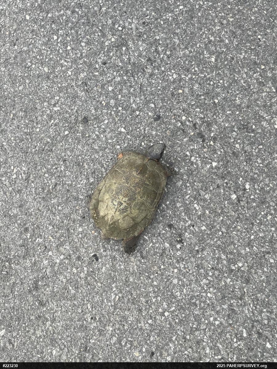 Wood Turtle