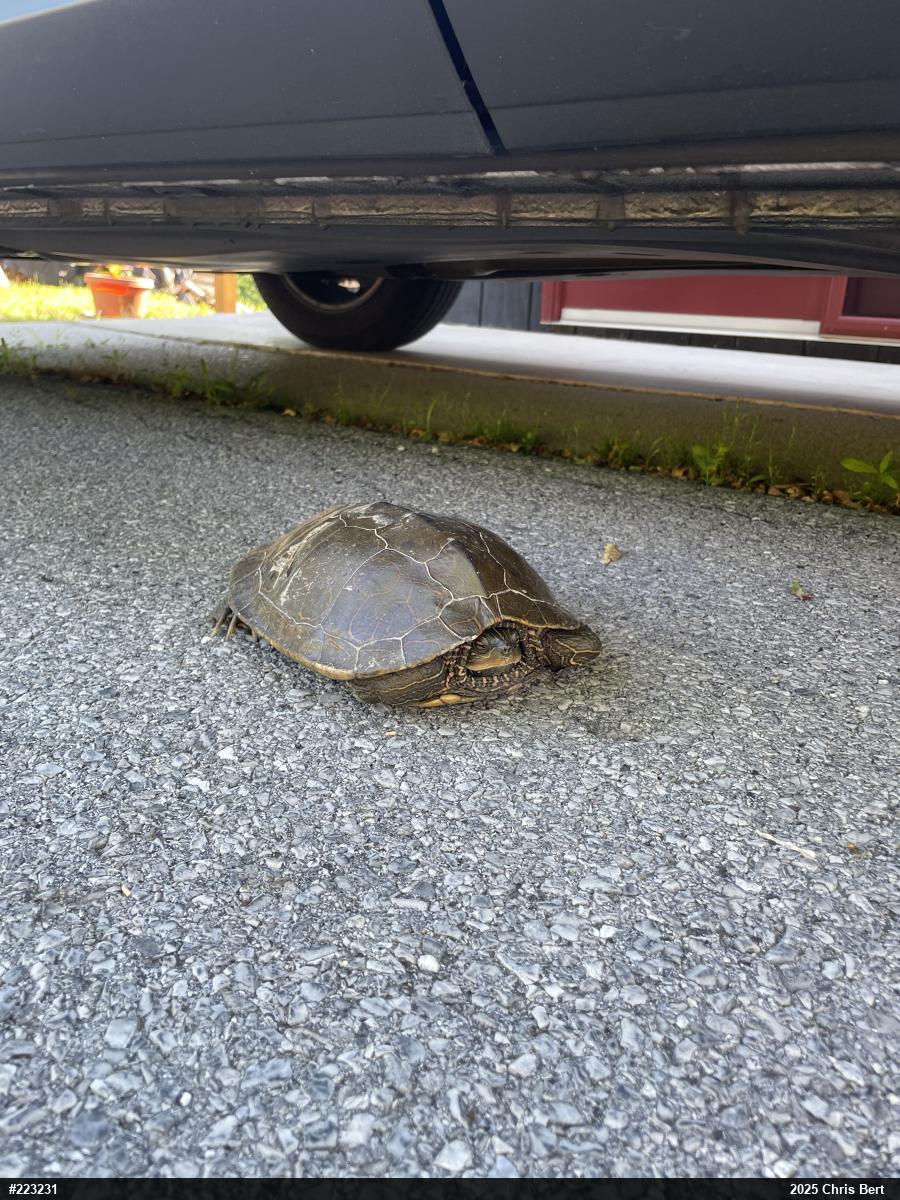 Northern Map Turtle