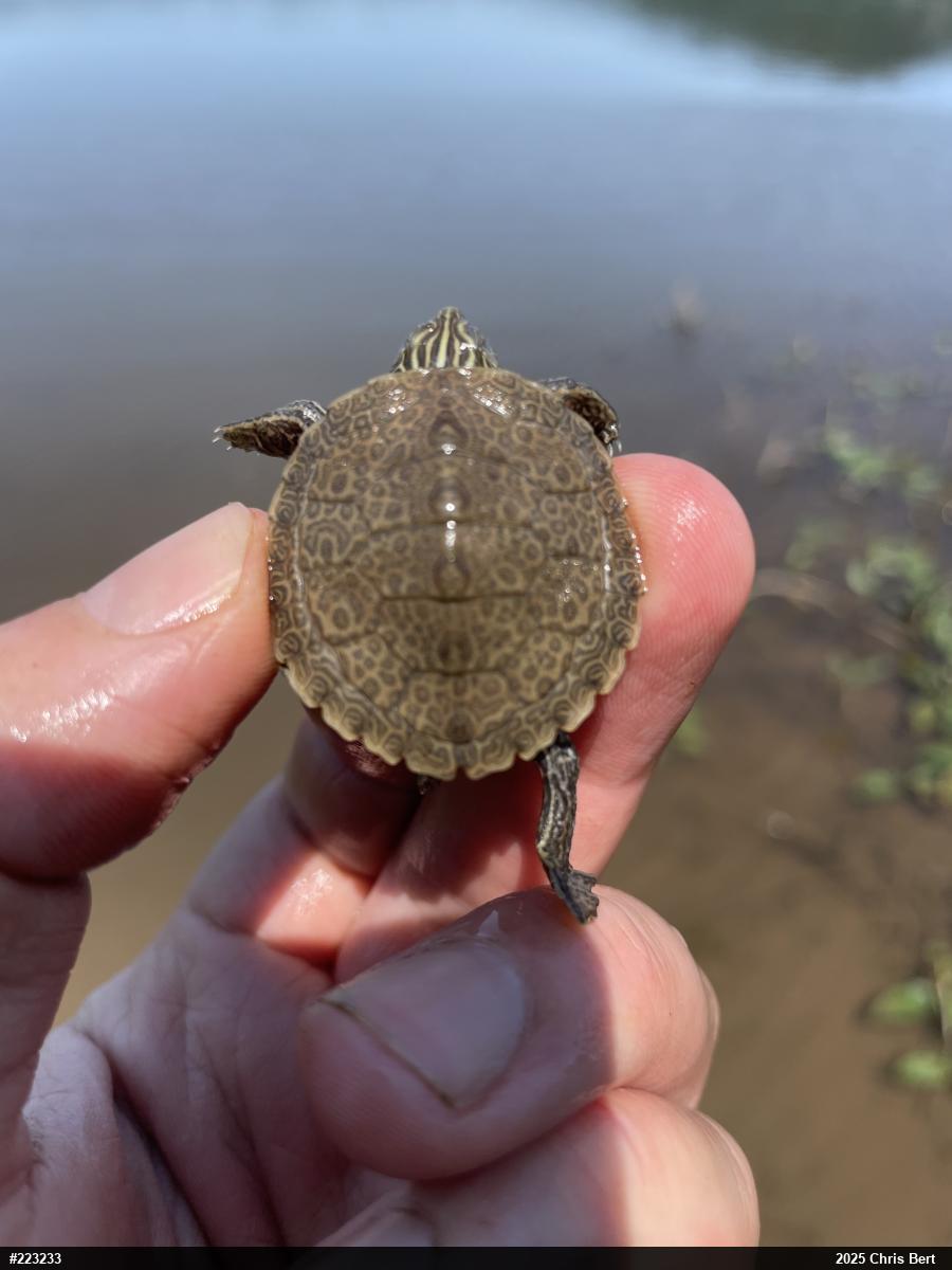 Northern Map Turtle