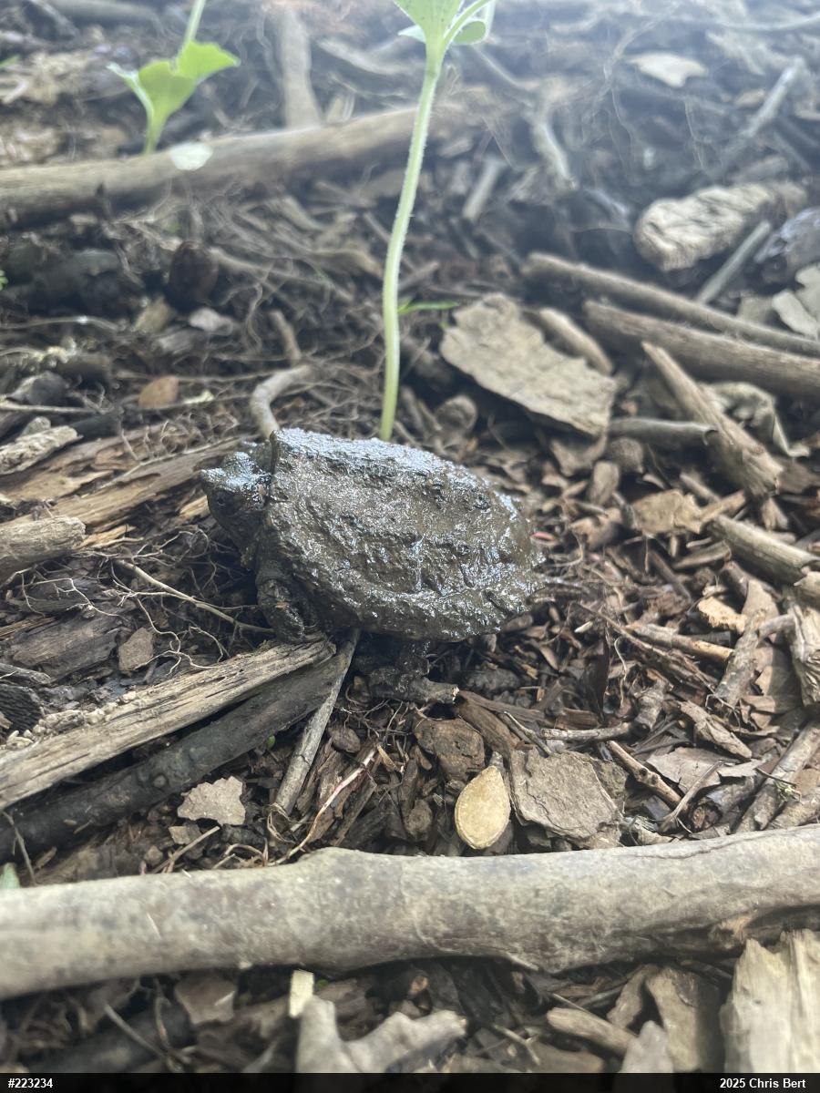 Snapping Turtle