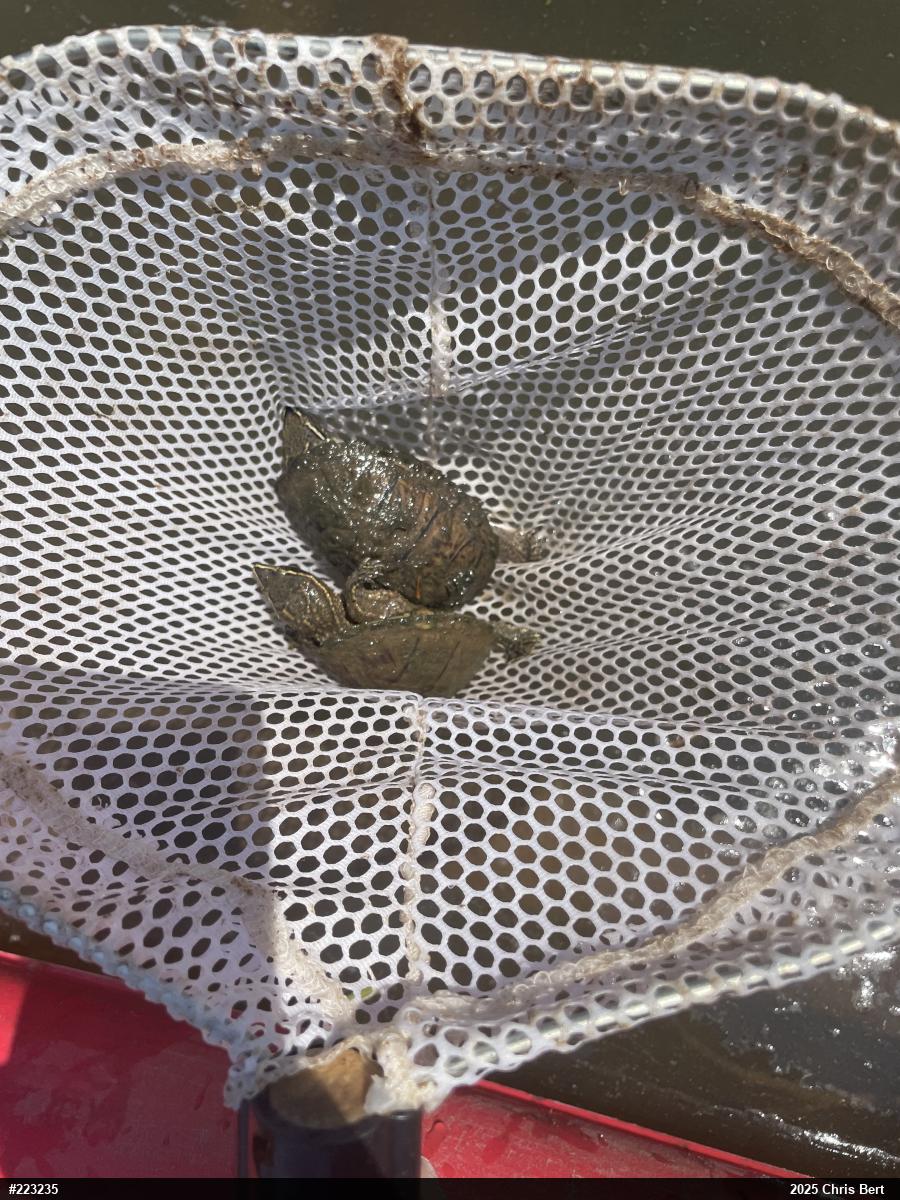 Eastern Musk Turtle