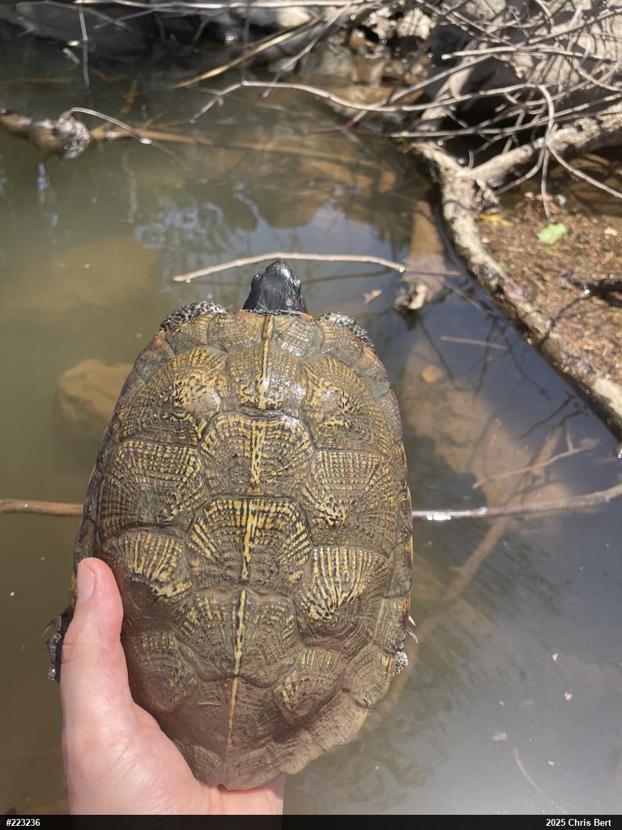 Wood Turtle