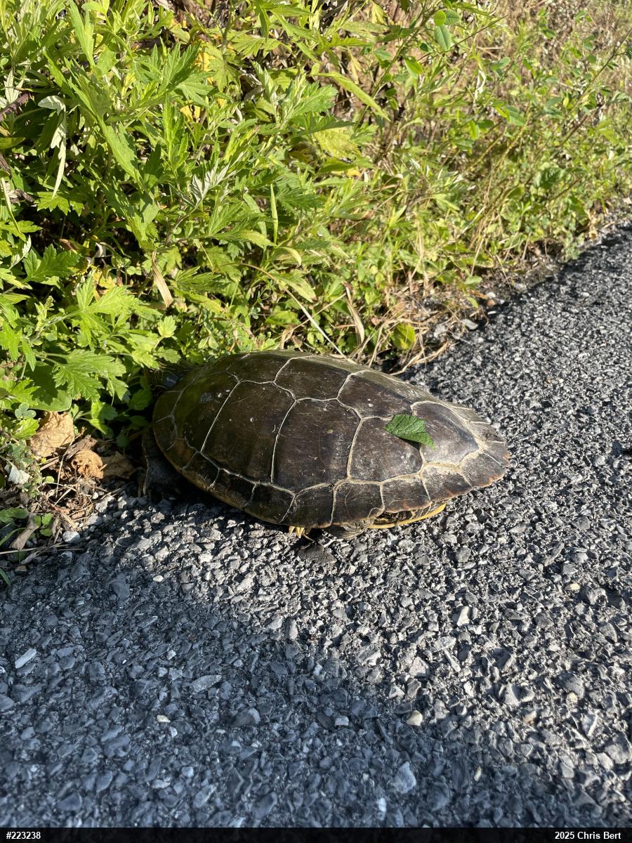Northern Map Turtle