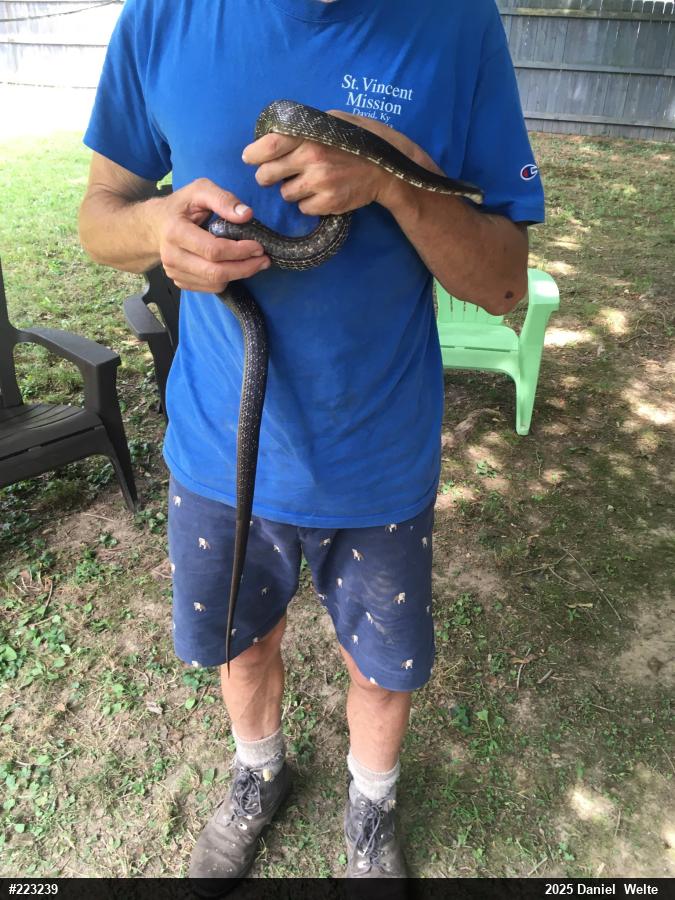 Eastern Ratsnake