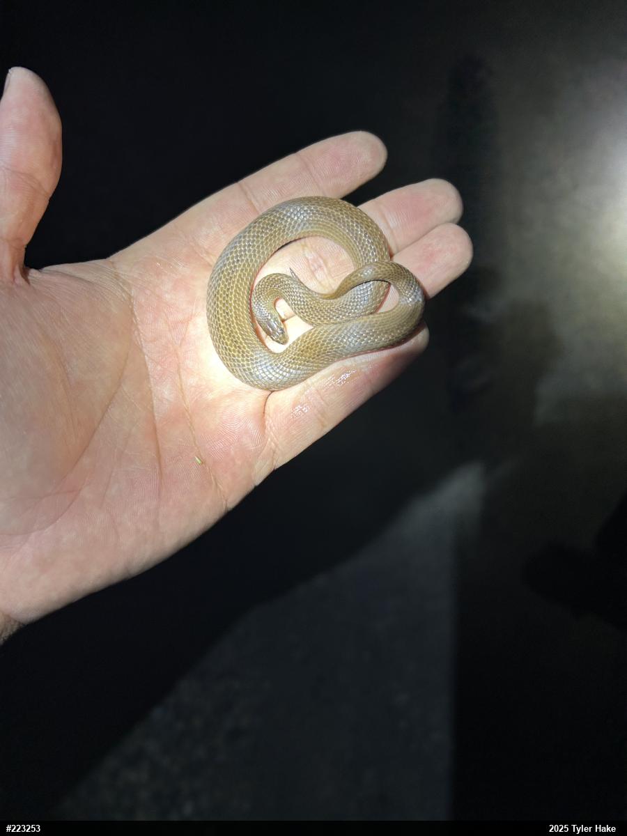 Mountain Earthsnake