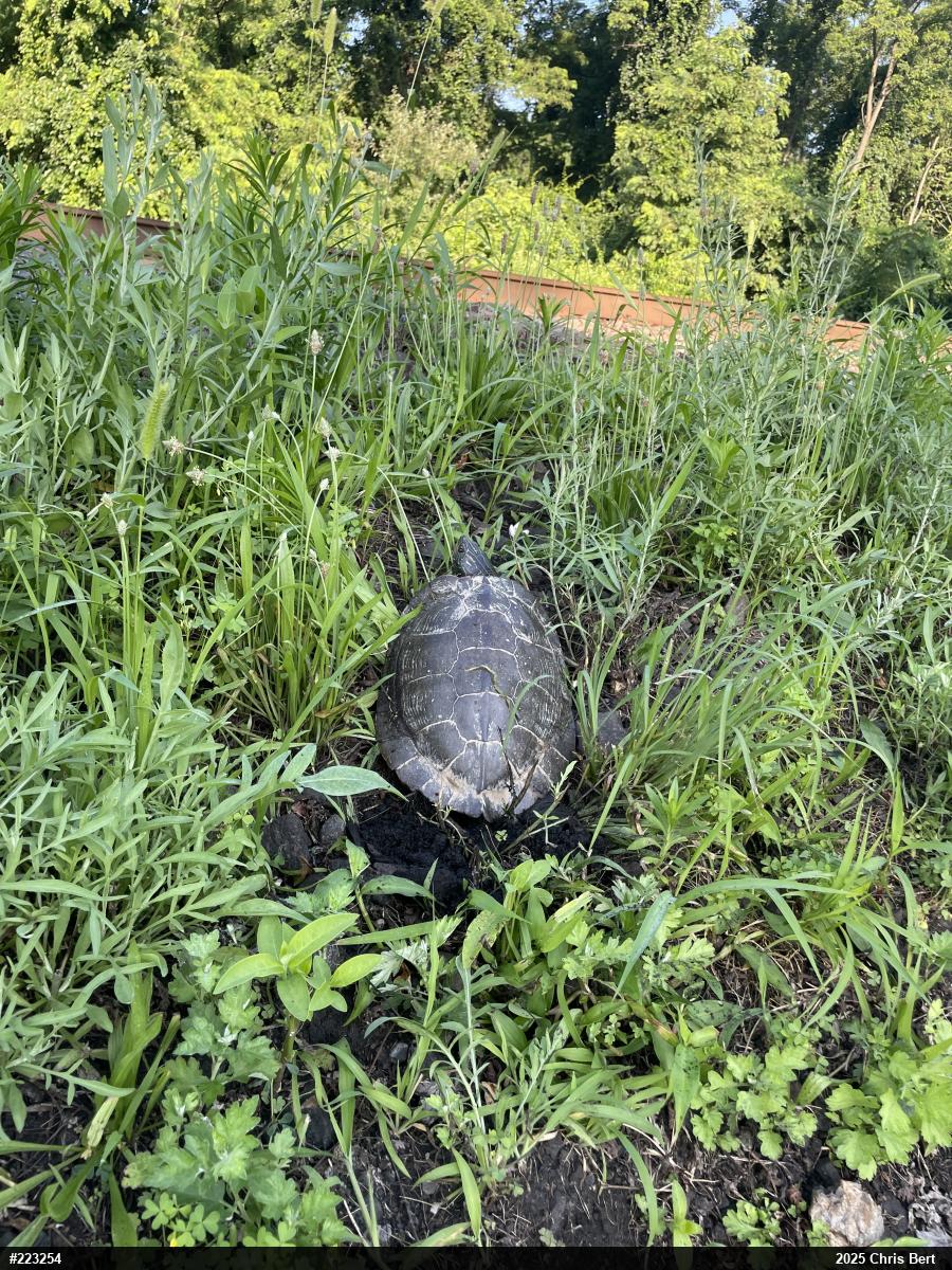 Northern Map Turtle