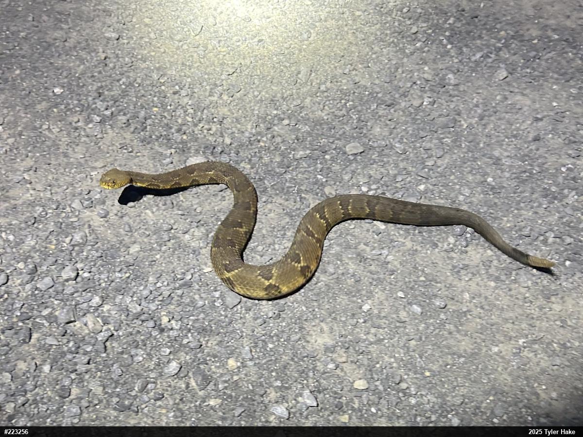 Timber Rattlesnake
