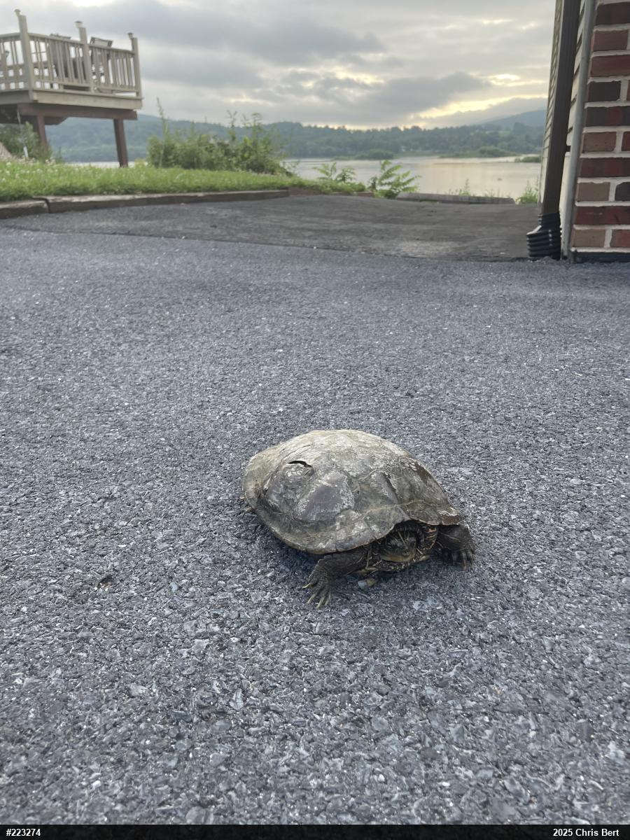 Northern Map Turtle