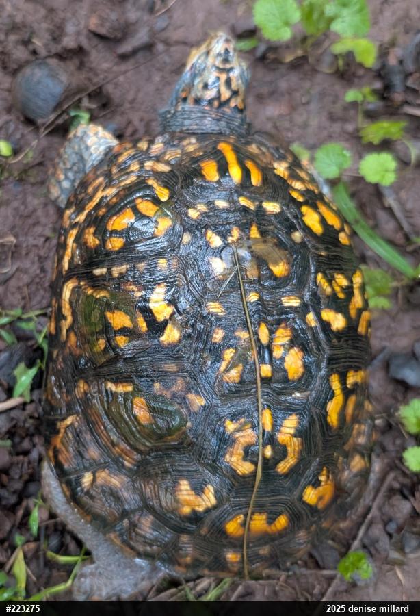 Eastern Box Turtle