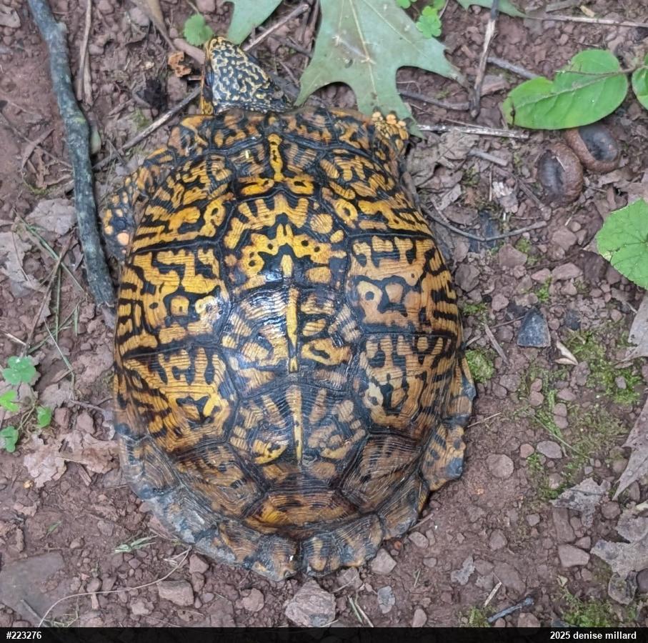 Eastern Box Turtle