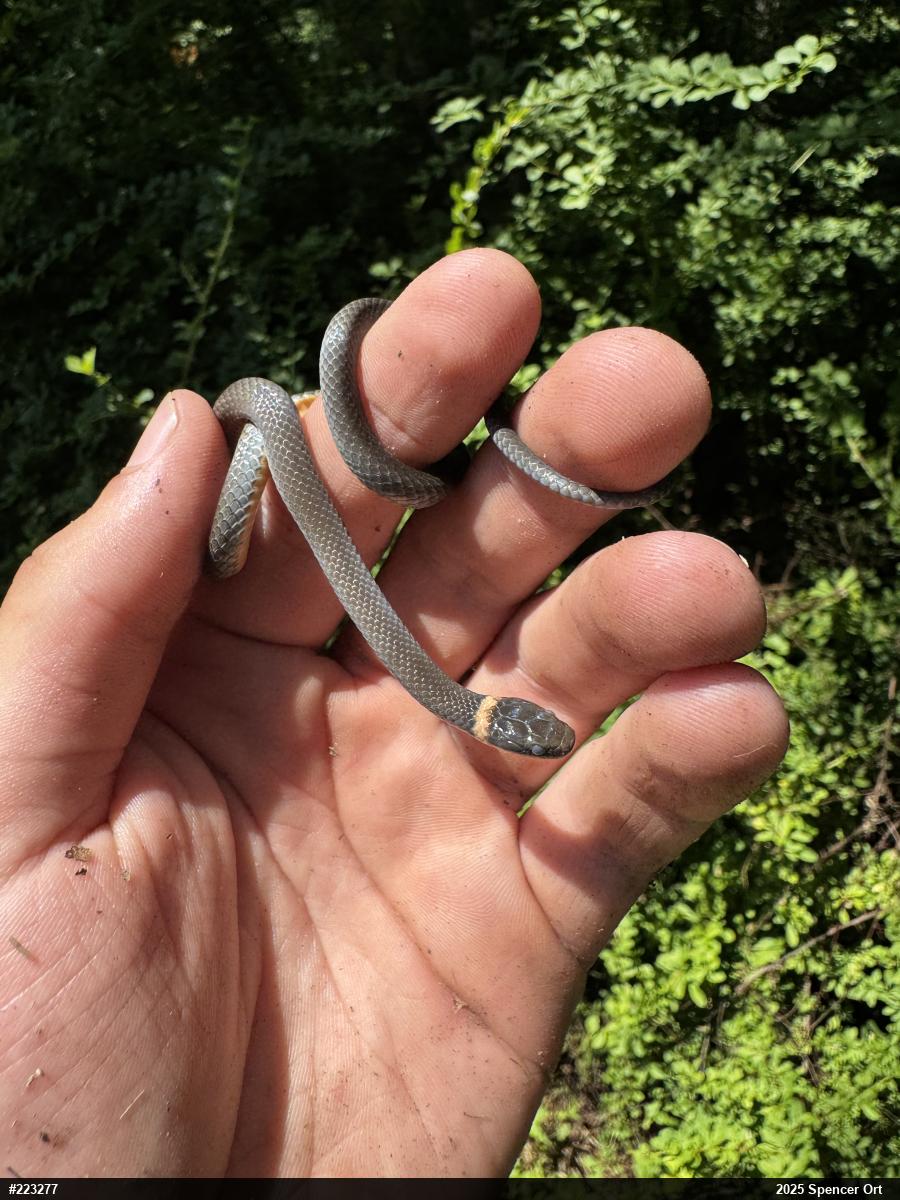 Northern Ring-necked Snake