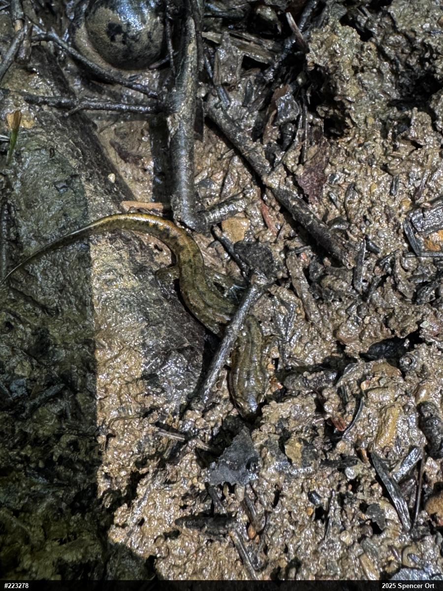 Northern Dusky Salamander