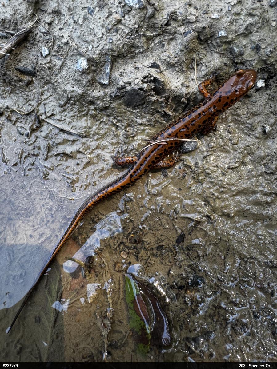 Eastern Long-tailed Salamander