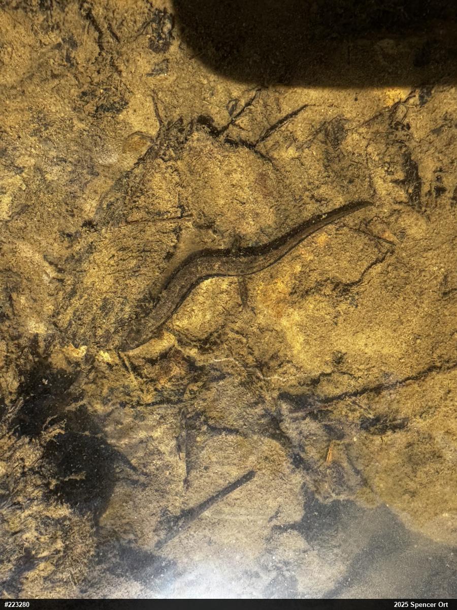Northern Two-lined Salamander