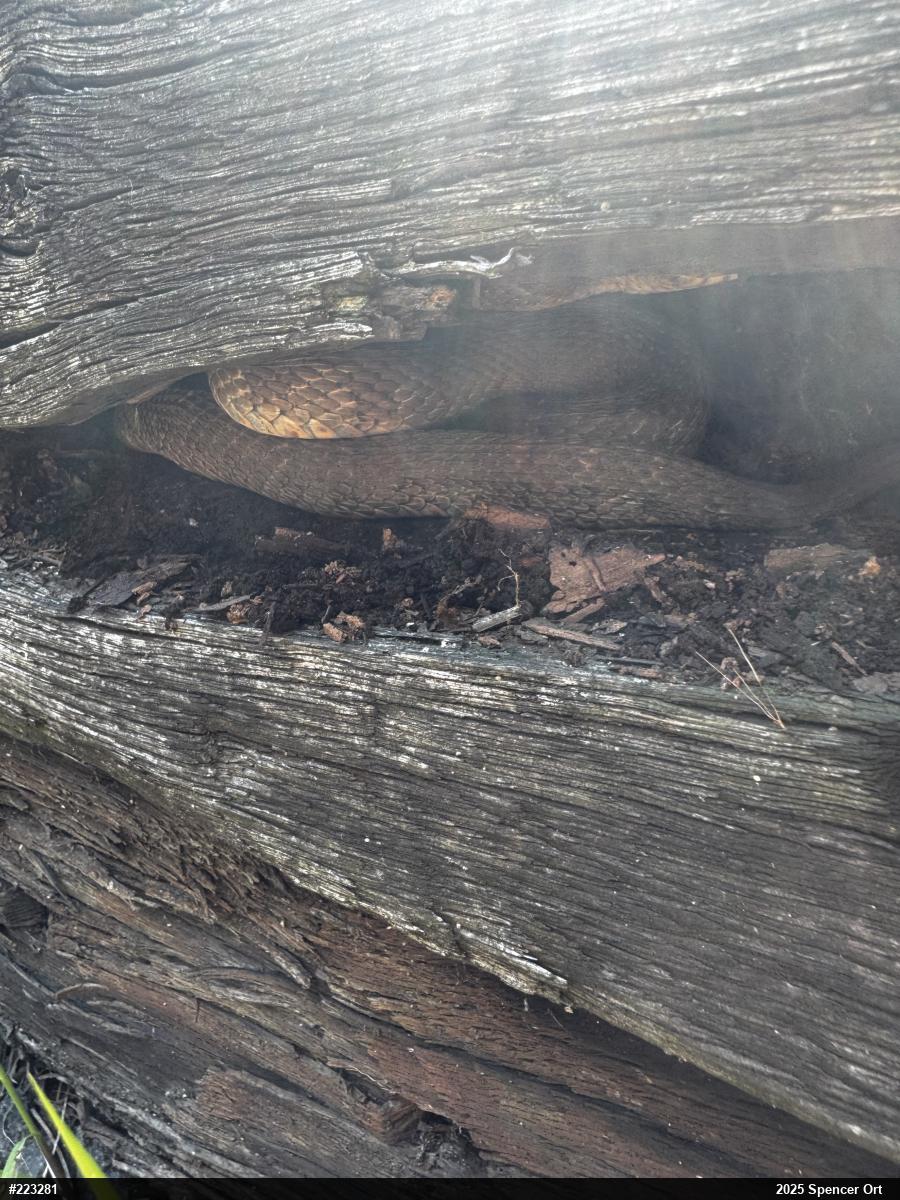 Northern Watersnake