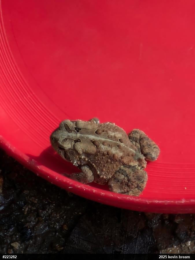 Eastern American Toad