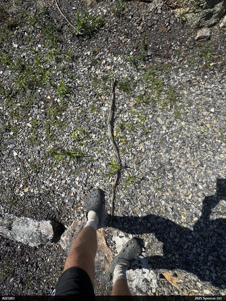 Eastern Ratsnake