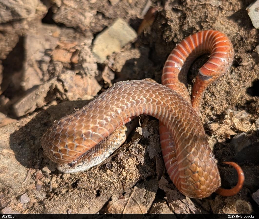 Red-bellied Snake