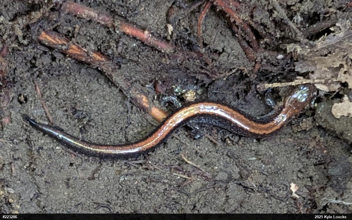 Eastern Red-backed  Salamander
