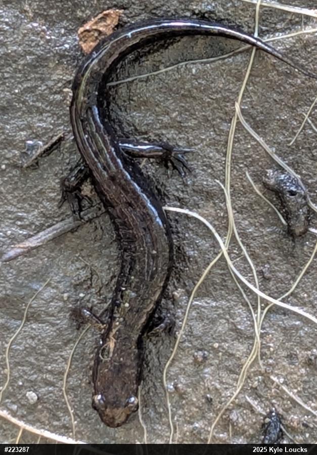 Allegheny Mountain Dusky Salamander