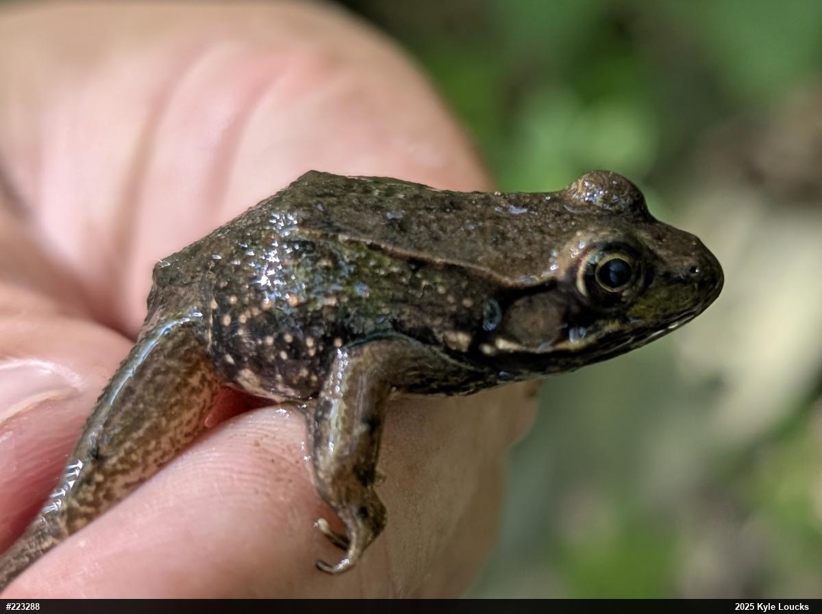Green Frog