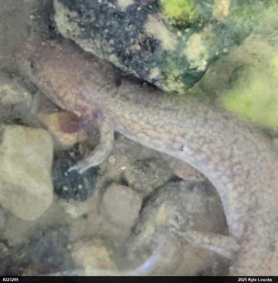 Northern Spring Salamander
